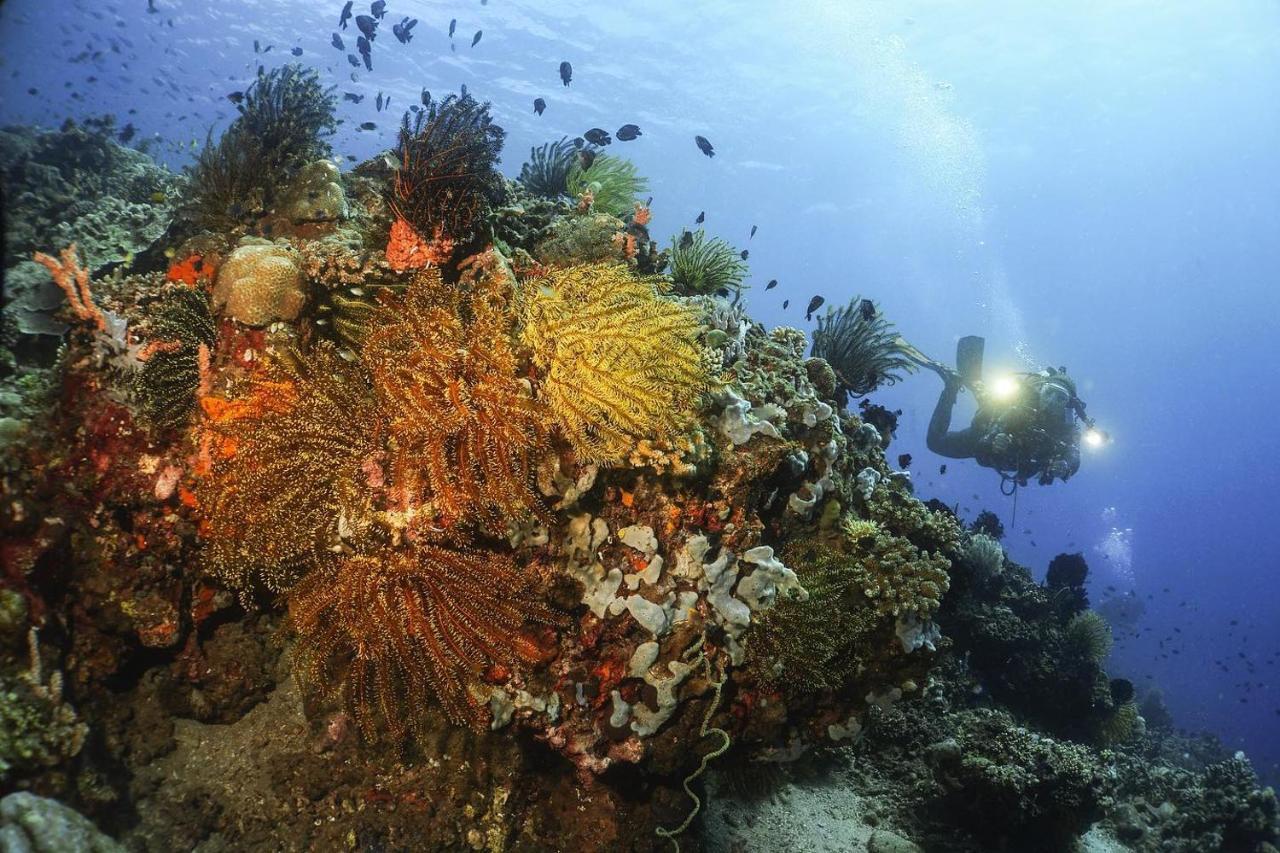 La Tortue Diving Resort דאווין מראה חיצוני תמונה